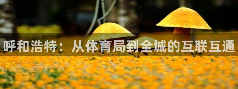 呼和浩特：从体育局到全城的互联互通